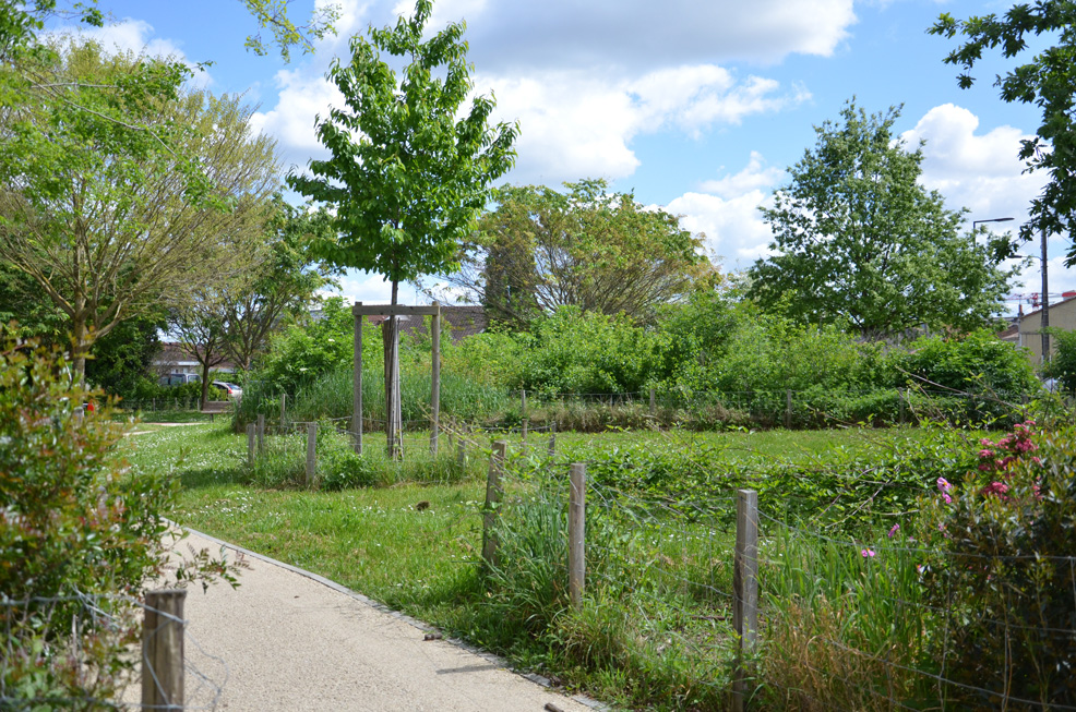 Site initialement monostrate, habité uniquement d'arbres, le travail de plantation mené par A+R Paysages au square Reignier a consisté en une diversification des strates végétales